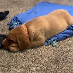 Meet your Posher, Coy